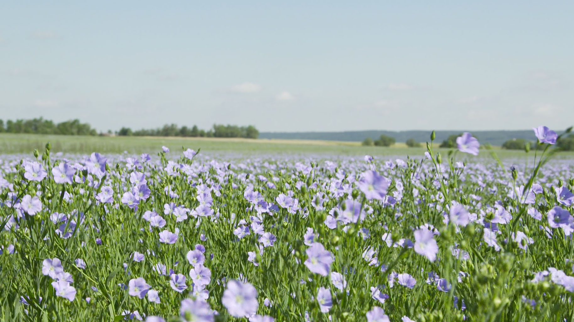 MATERIAL 2018 – 2019